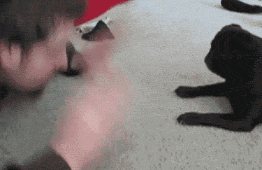 Getting Into A Cat Fight For Fun GIF