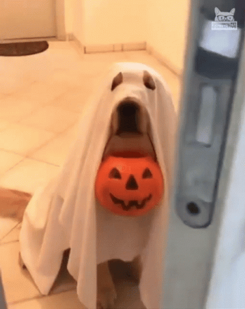 Ghost Dog Halloween GIF