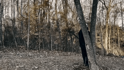 Ghost Face In The Woods GIF