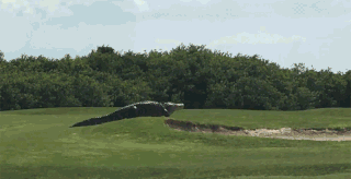 Giant Alligator In Golf Course GIF