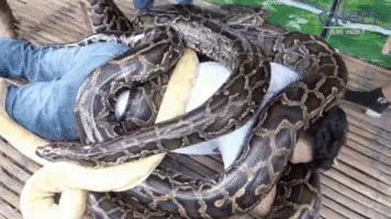 Giant Anaconda Python Massage GIF