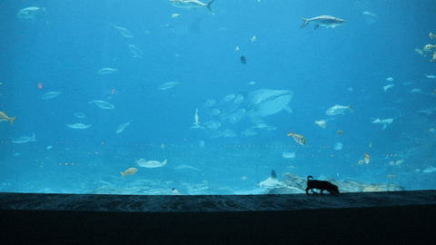 Giant Aquarium Featuring Two Dogs GIF
