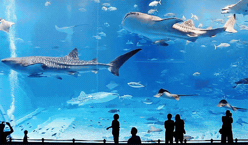 Giant Aquarium With Silhouette Of People GIF