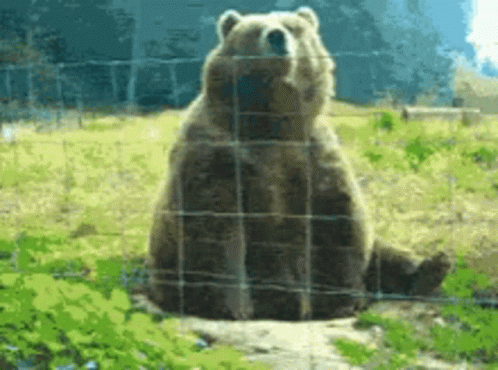 Giant Bear Wave Hello Inside His Fence GIF