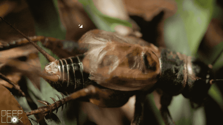 Giant Bug Crickets Closeup GIF