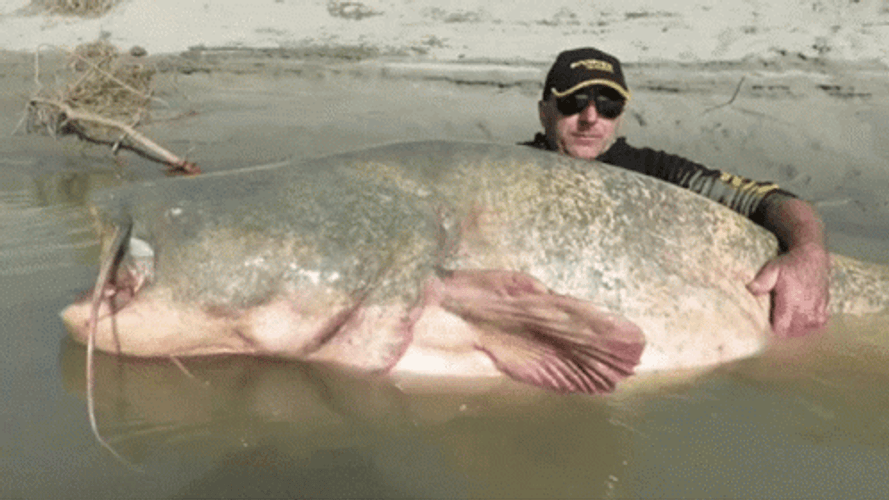 Giant Catfish Funny Fishing GIF