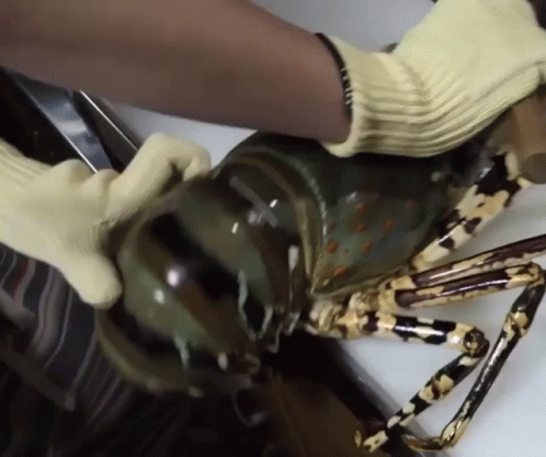 Giant Creepy Lobster Cooking Process GIF