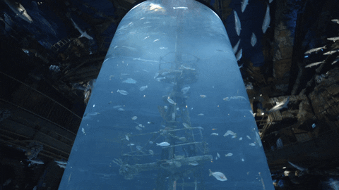 Giant Cylinder Aquarium Filled With Fish GIF