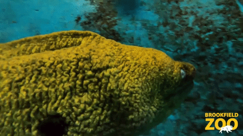 Giant Eel Wave Swimming GIF
