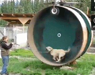Giant Hamster Wheel Dog Exercise GIF