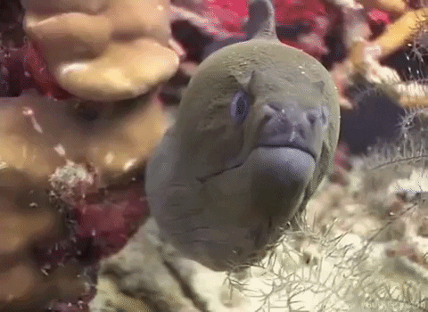 Giant Moray Eel Looking Around GIF