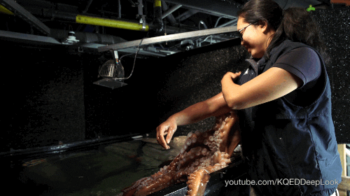 Giant Pacific Octopus Hickey Kiss GIF