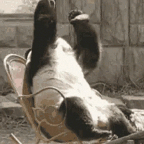 Giant Panda Face Palm GIF