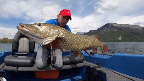 Giant Pike Fish Meme GIF