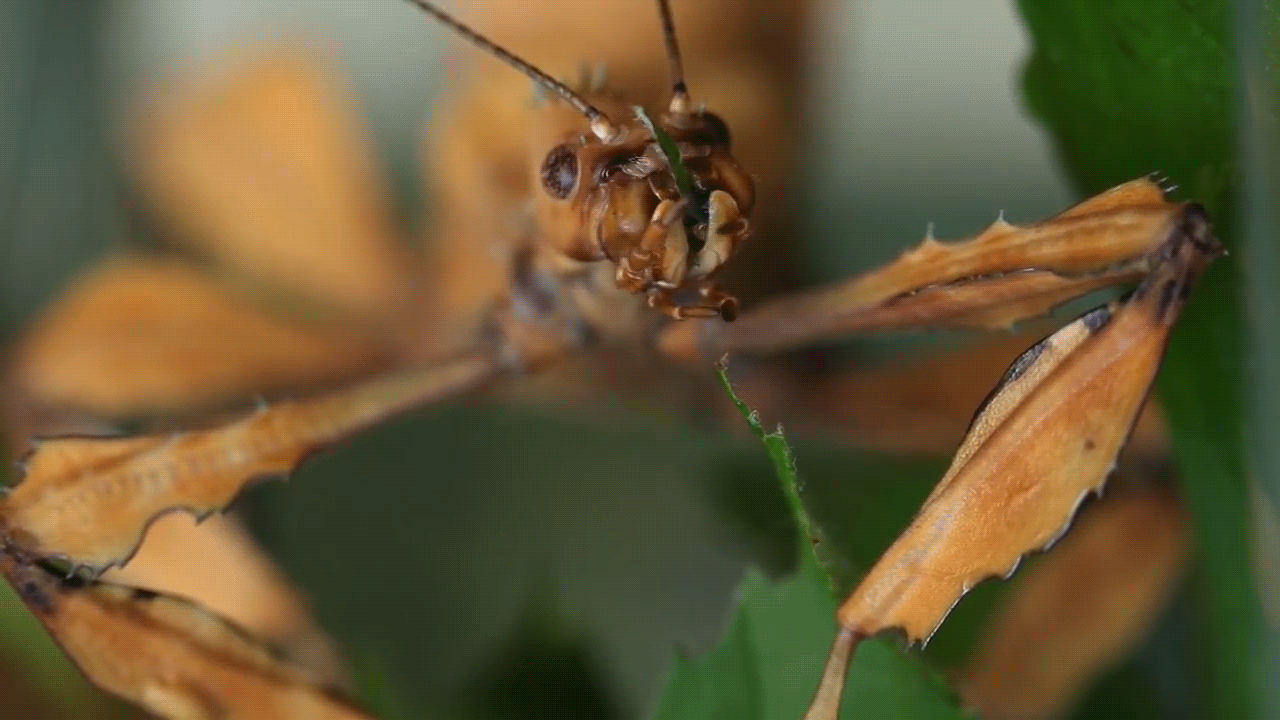 Giant Stick Insect GIF