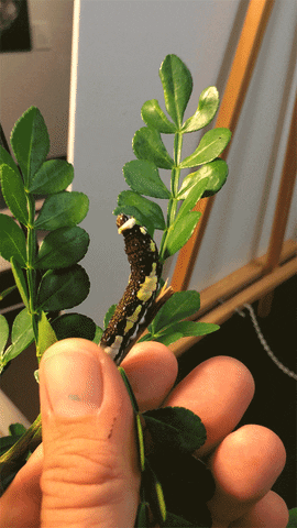 Giant Swallowtail Caterpillar GIF