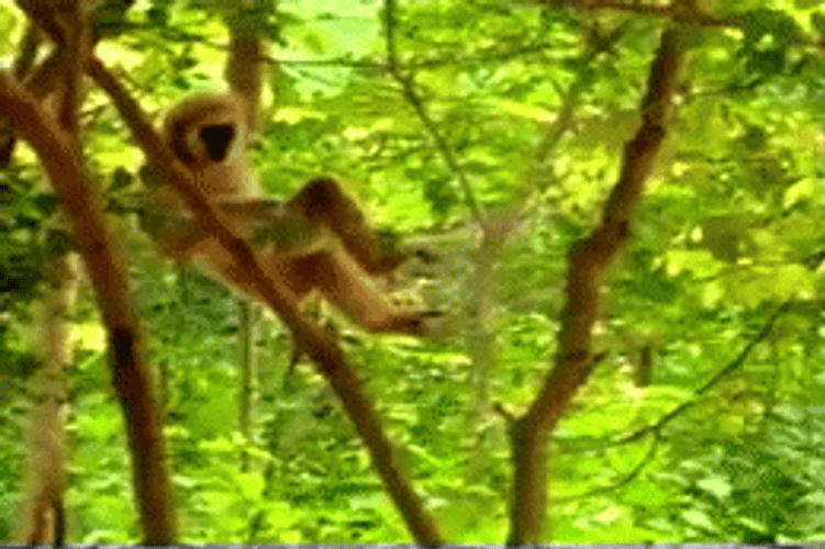Gibbon Annoys Tiger GIF 