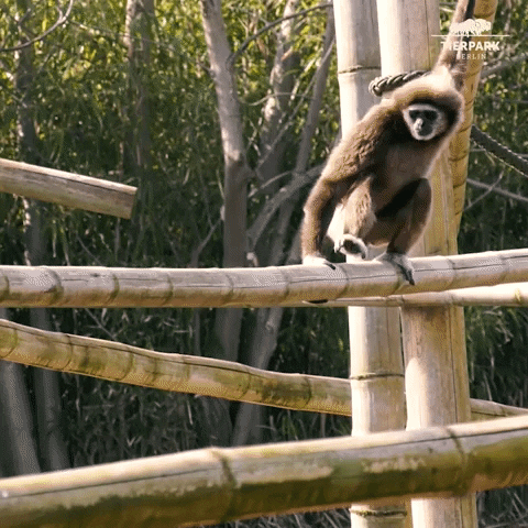 Gibbon Balancing And Swinging GIF