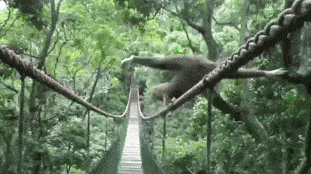 Gibbon Balancing On Bridge Rope GIF