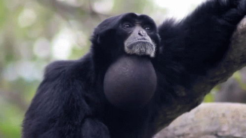 Gibbon Bloated Neck GIF