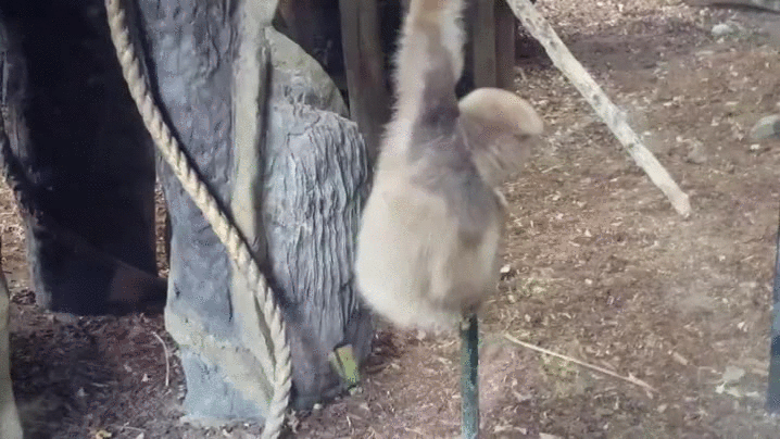 Gibbon Climbing On Pole GIF
