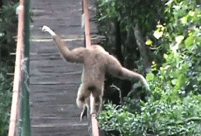 Gibbon Deal With It GIF