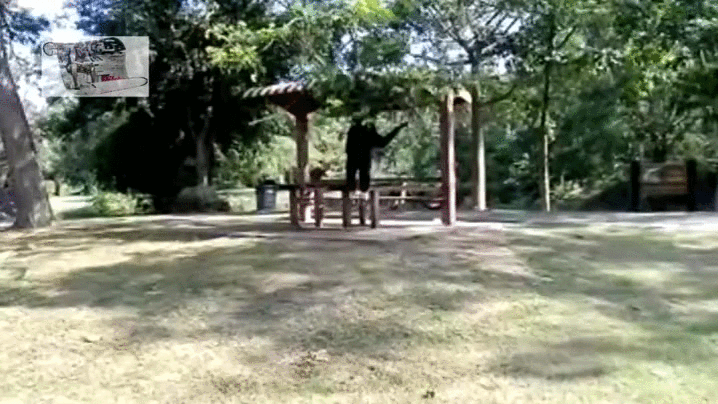 Gibbon Funny Walk GIF