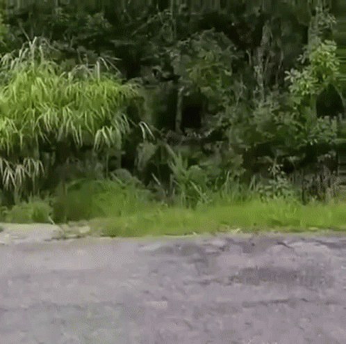 Gibbon Hitting Camera GIF