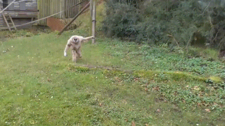 Gibbon Shocked GIF