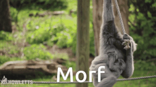 Gibbon Spinning On Rope GIF