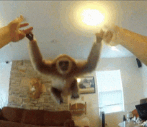 Gibbon Swinging On Hand GIF