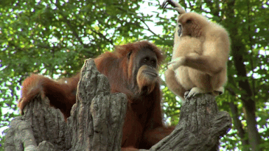 Gibbon With Orangutan GIF
