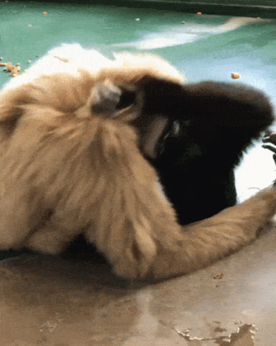Gibbons Fighting GIF