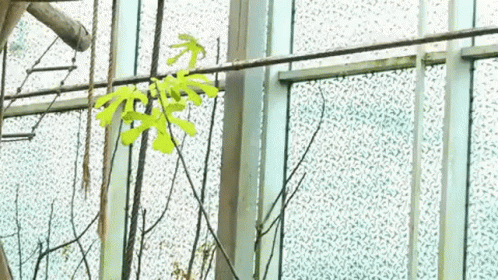 Gibbons Swinging GIF