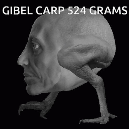 Gibel Carp 524 Grams Above Statue GIF