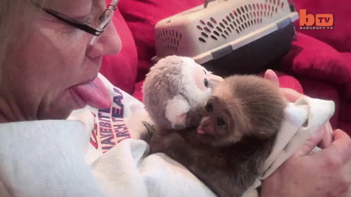 Gibon Tongue Out GIF