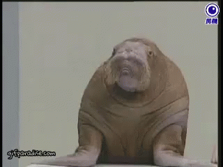 GIF from GIFParadise