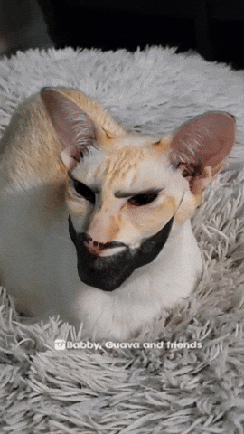 Gigachad Meme Cat With Thick Beard GIF