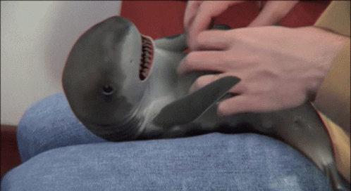 Giggling Baby Shark GIF