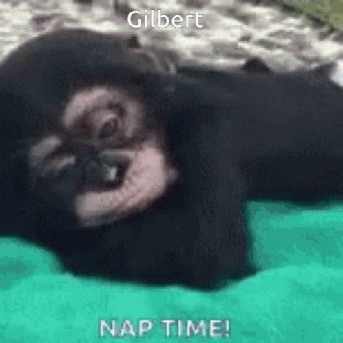 Gilbert Little Monkey Want Some Nap Time GIF