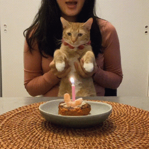 Ginger Cat Celebrating Birthday GIF