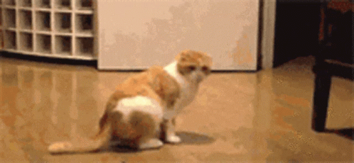 Ginger Cat Lay Down GIF