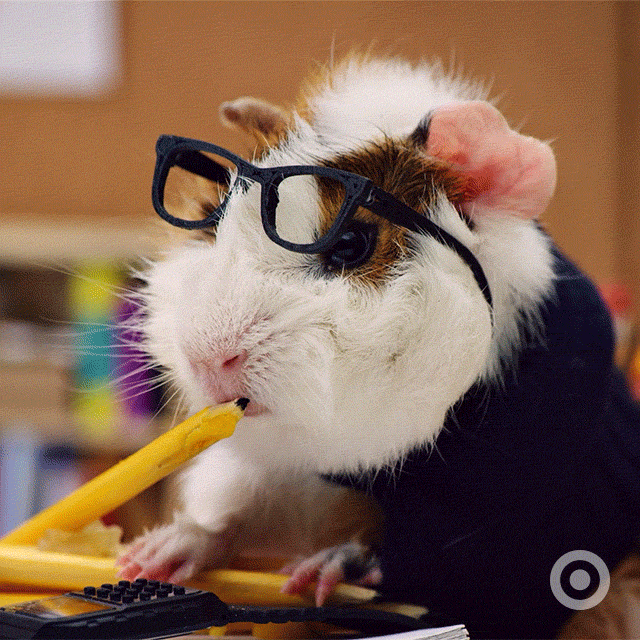 Ginuea Pig Learning In School GIF