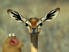 Giraffe And Friend Chewing Together GIF