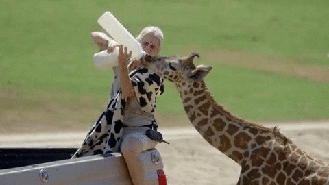Giraffe Drinking Milk GIF