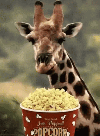 Giraffe Eating Popcorn from Red Bucket