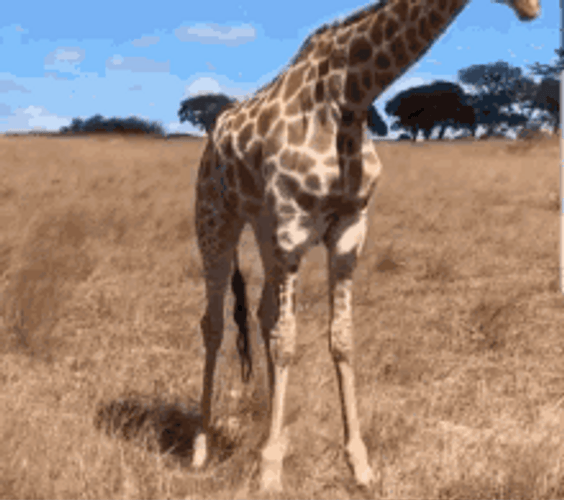 Giraffe Funny Split GIF 