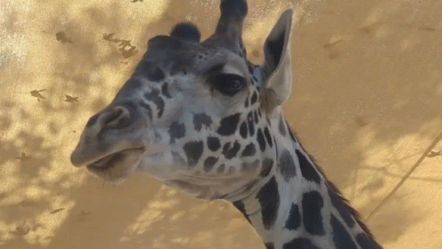 Giraffe Head Close Up GIF