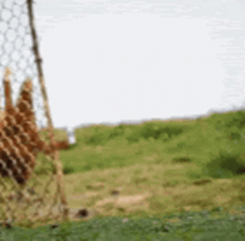 Giraffe In Field GIF
