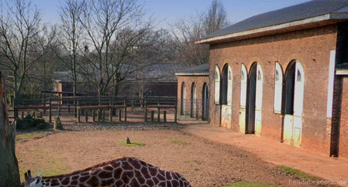 Giraffe In Front Of Brick Building GIF